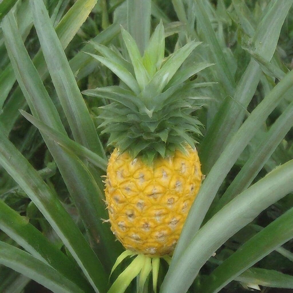 Image-of-Pineapple